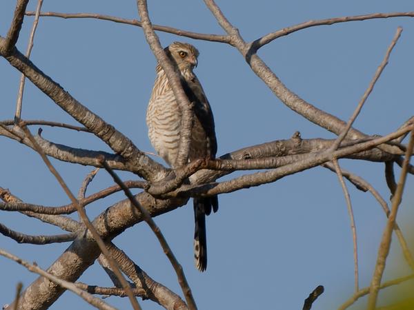 <h3>Micronisus gabar / Gabar goshawk / Gabarhavik</h3>OM-1 Mark II with OLYMPUS M.150-400mm F4.5 TC, 1/2000 sec at F5.6, ISO 320, distance 47.8 m
